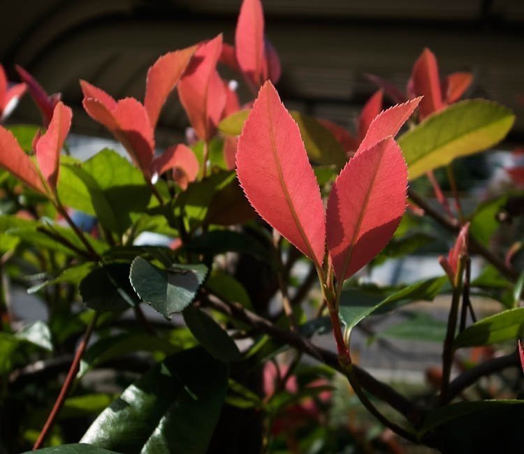 Drei besondere Sträucher für einen farbenfrohen Garten