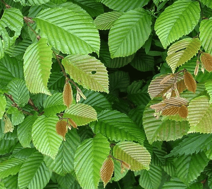 wann-buchenhecke-pflanzen