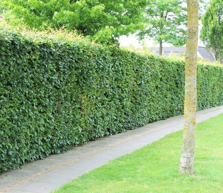 Hecken als natürliche Schattenspender im Garten einsetzen