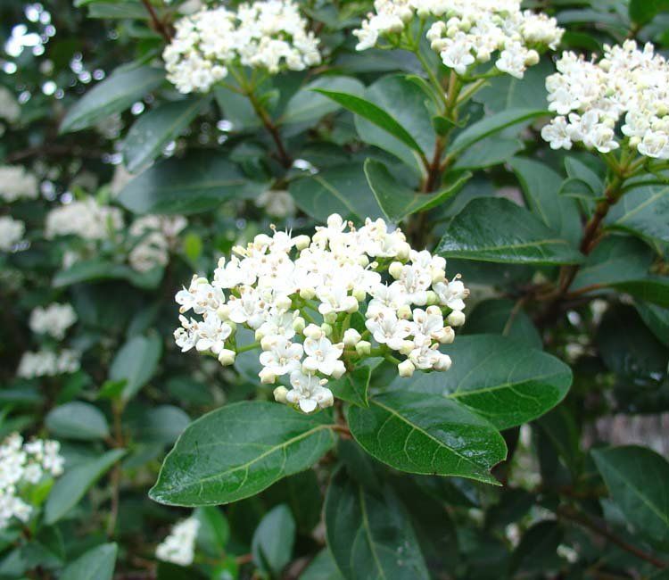 VIburnum Tinus schneiden