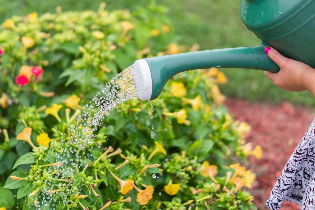 Wann ist die beste Zeit, den Garten zu gießen?