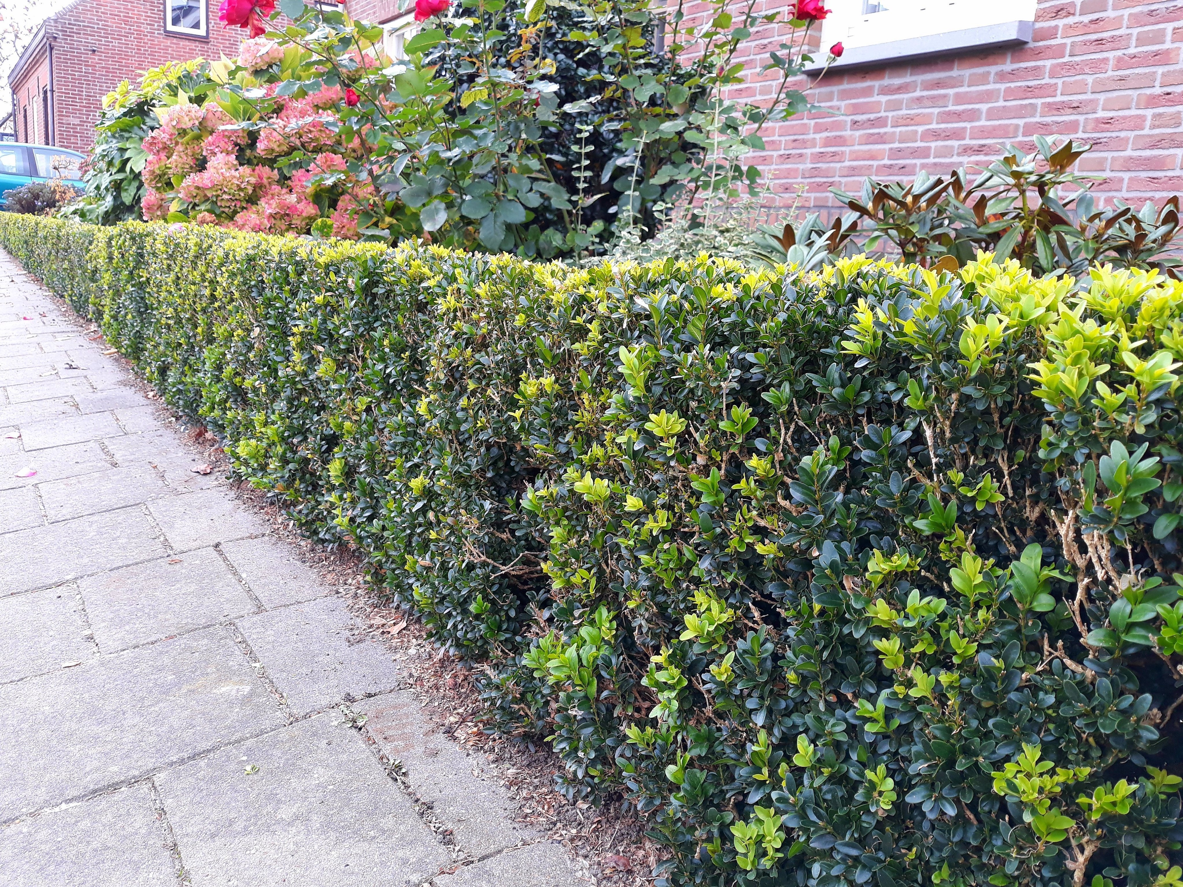 Buxus-Pflegen-und-mit-Kalk-Dungen