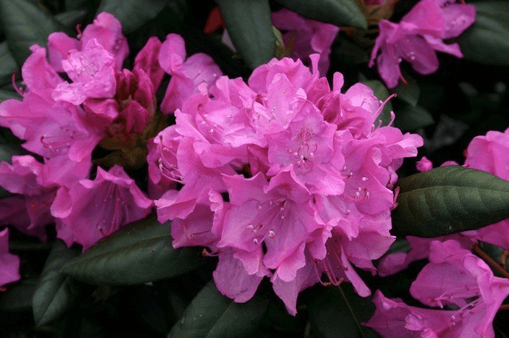 Wann sollte ich Rhododendron schneiden?