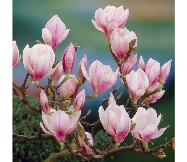 beverboom-magnolia-soulangeana