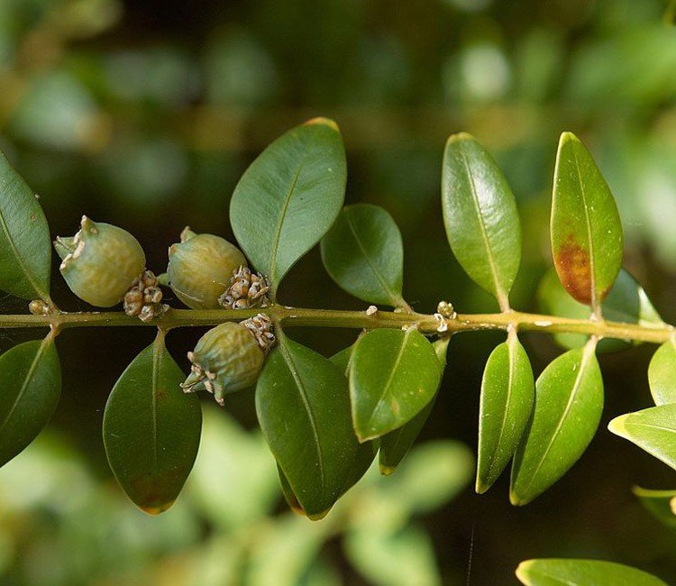 buxus-palmboom-haag