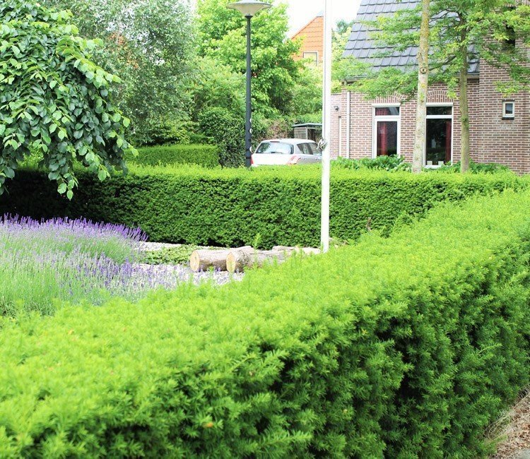 Immergrüne Heckenpflanzen für eine blickdichte Hecke das ganze Jahr