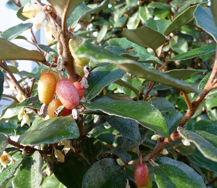 immergruner-strauch-rote-beeren