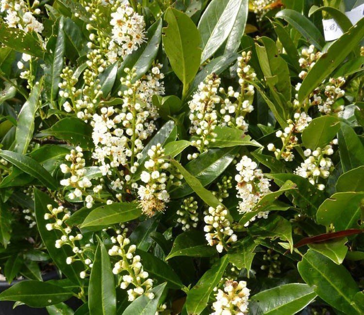 Langsam wachsende Hecke: Welche Heckenpflanzen kommen in Frage?