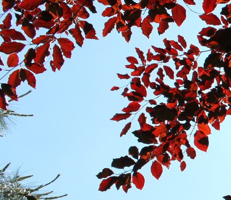 roter-strauch-garten