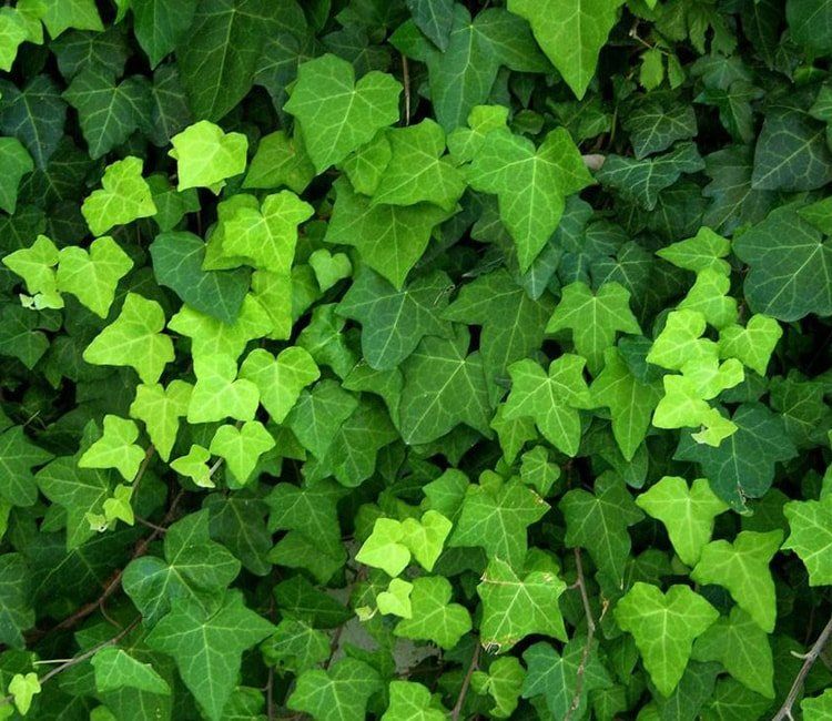 schnellwachsende-hecke-sichtschutz