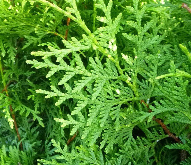 3 Tipps, wie Sie Ihre Thuja richtig gießen