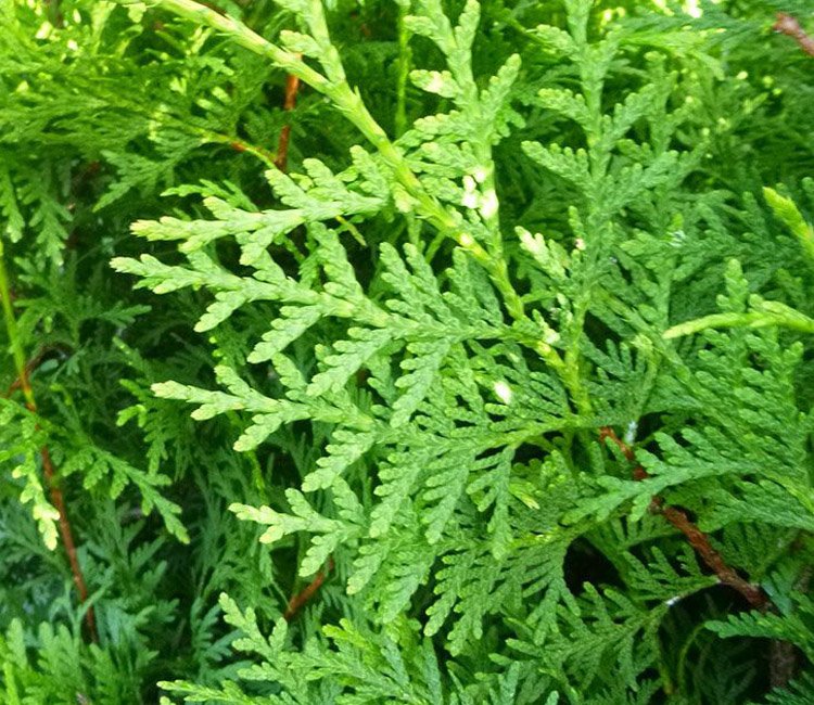 thuja-occidentalis-brabant