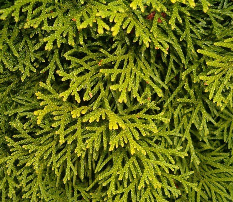 thuja sorten