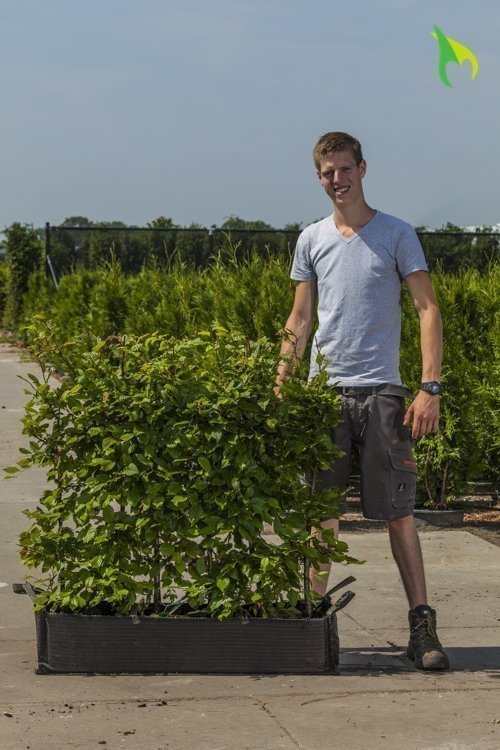 Eine-Grune-Hecken-direkt-im-Garten