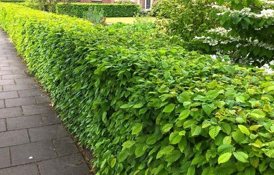 Hainbuchenhecke