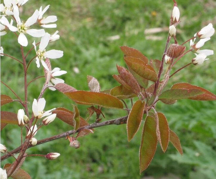 Kupfer-Felsenbirne (Amelanchier lamarckii) - Hecke kaufen