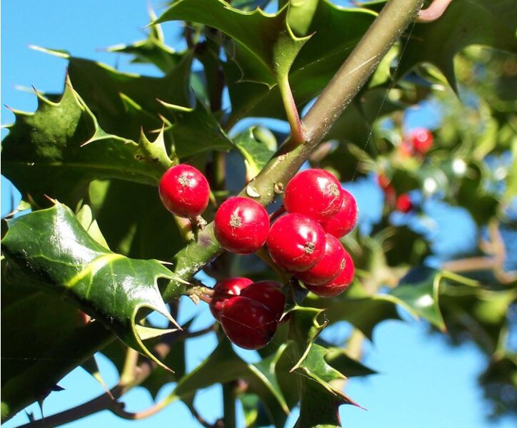 Europäische (Gewöhnliche) Stechpalme - Ilex aquifolium kaufen