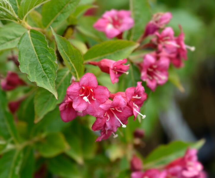 Weigelie-Bristol-Ruby