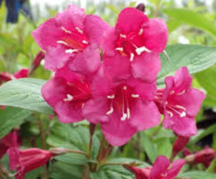 Weigela \'Bristol Ruby\'-Weigelie \'Bristol Ruby\' Hecke