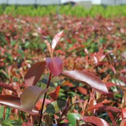 Ein Roter Strauch Bringt Farbe In Den Garten Unsere Favoriten