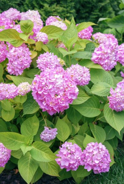 Bauernhortensie-Rosa-ALG HAAG