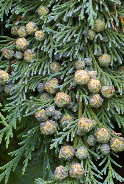 Die Blaue Scheinzypresse (Chamaecyparis lawsoniana ‘Columnaris’) hat dunkle, blaugrüne Nadeln und unauffällige Früchte.