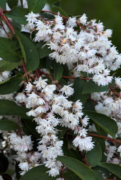 Deutzia-Gracilis-ALG HAAG