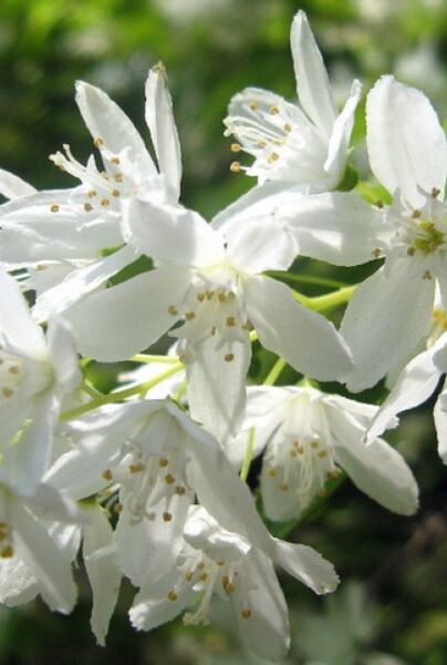 Deutzia-Gracilis-ALG INZ