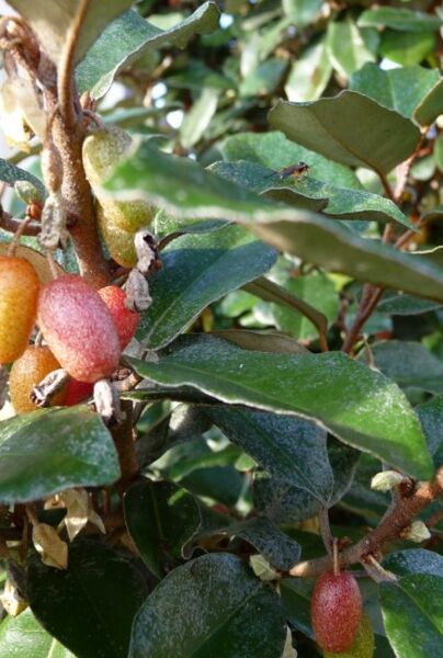 Wintergrüne Ölweide (Elaeagnus ebbingei) – grüne Hecke kaufen