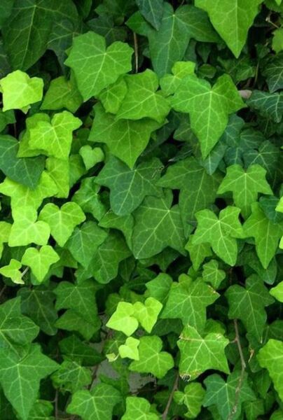 Großblättriger Irischer Efeu (Hedera hibernica) 