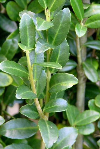 Japanische Stechpalme (Ilex crenata)