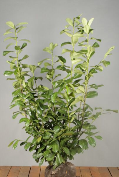 Kirschlorbeer-Rotundifolia-Wurzelballen-100-125