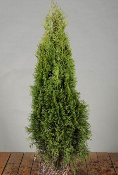 Lebensbaum-Smaragd-Wurzelballen-60-80