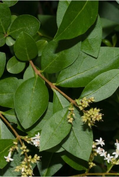 Gewöhnlicher Liguster (Ligustrum vulgare) kaufen