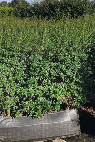 Osmanthus-Burkwoodii-Fertighecken-150+