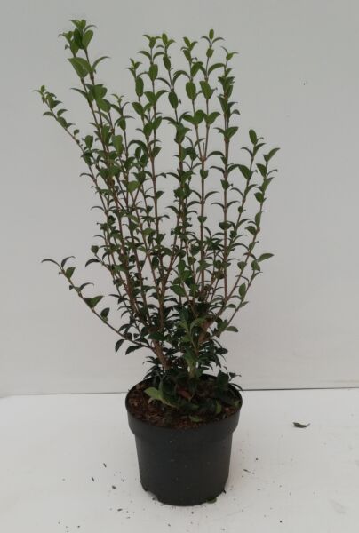 Osmanthus-Burkwoodii-Topf-30-40