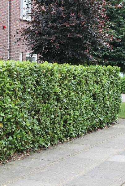 Kirschlorbeer Rotundifolia Hecke kaufen