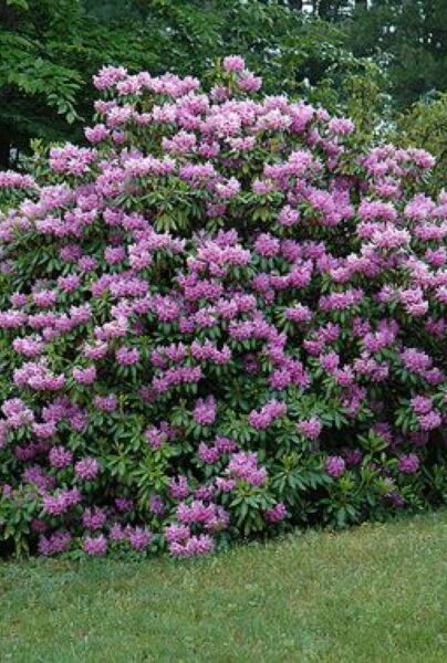 Rhododendron-Catawbiense-Boursalt-ALG HAAG