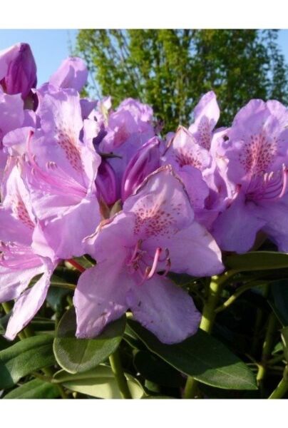 Rhododendron catawbiense 'Boursault' mit lila Blüten