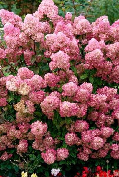 Rispenhortensie-Rosa-ALG HAAG