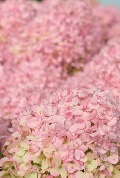 Rispenhortensie-Rosa-ALG INZ
