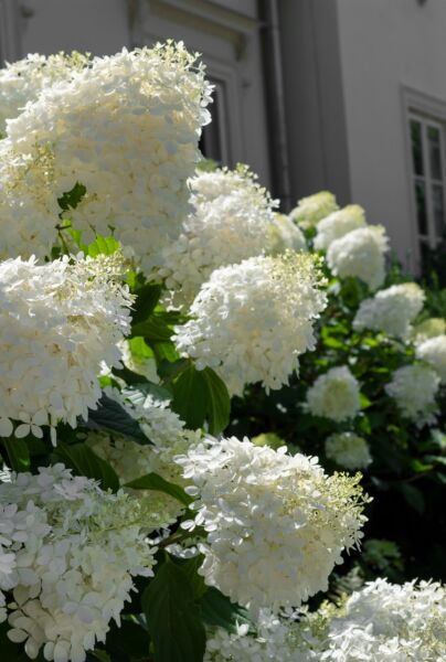 Rispenhortensie-Weiss-ALG HAAG