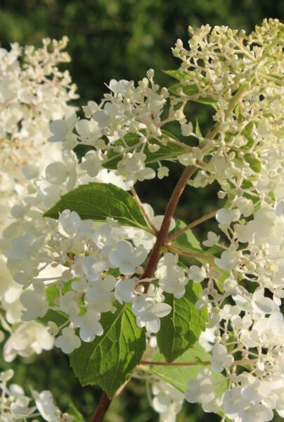 Rispenhortensie-Weiss-ALG INZ