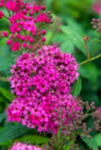 Sommerspiere-Anthony-Waterer-ALG INZ