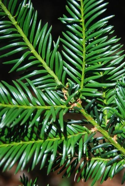 Europäische Eibe (Taxus Baccata)