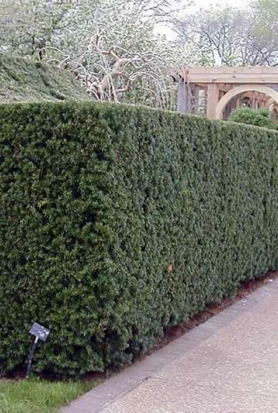 Becher-Eibe (Taxus Media) Hicksii - Hecke kaufen 