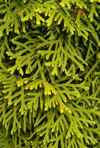 Lebensbaum Smaragd - Thuja occidentalis Smaragd 