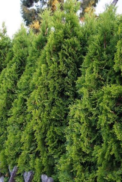 Lebensbaum Smaragd - Thuja occidentalis Smaragd - Hecke kaufen