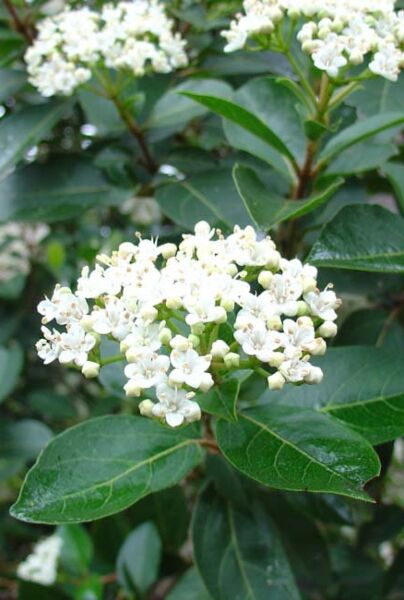 Viburnum Tinus, auch Lorbeerblättriger, Immergrüner, Mittelmeer-Schneeball. Blüht im Winter. Lorbeerschneeball bei HeckenpflanzenTotal kaufen