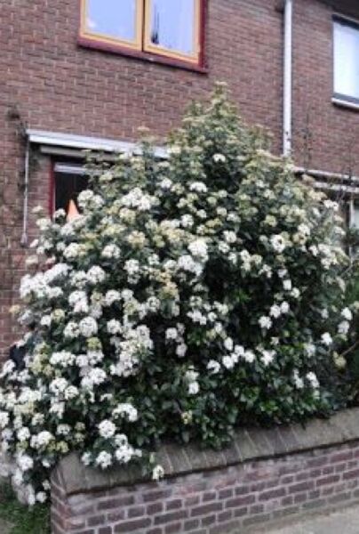 Lorbeerblättriger Schneeball als Hecke